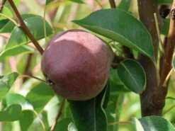 Sommerbirne 'Rote Williams Christ' -Günstiges Erd Seele Geschäft sommerbirne rote williams christ m005080 w 4