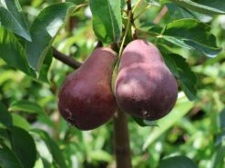 Sommerbirne 'Rote Williams Christ' -Günstiges Erd Seele Geschäft sommerbirne rote williams christ m005080 w 5