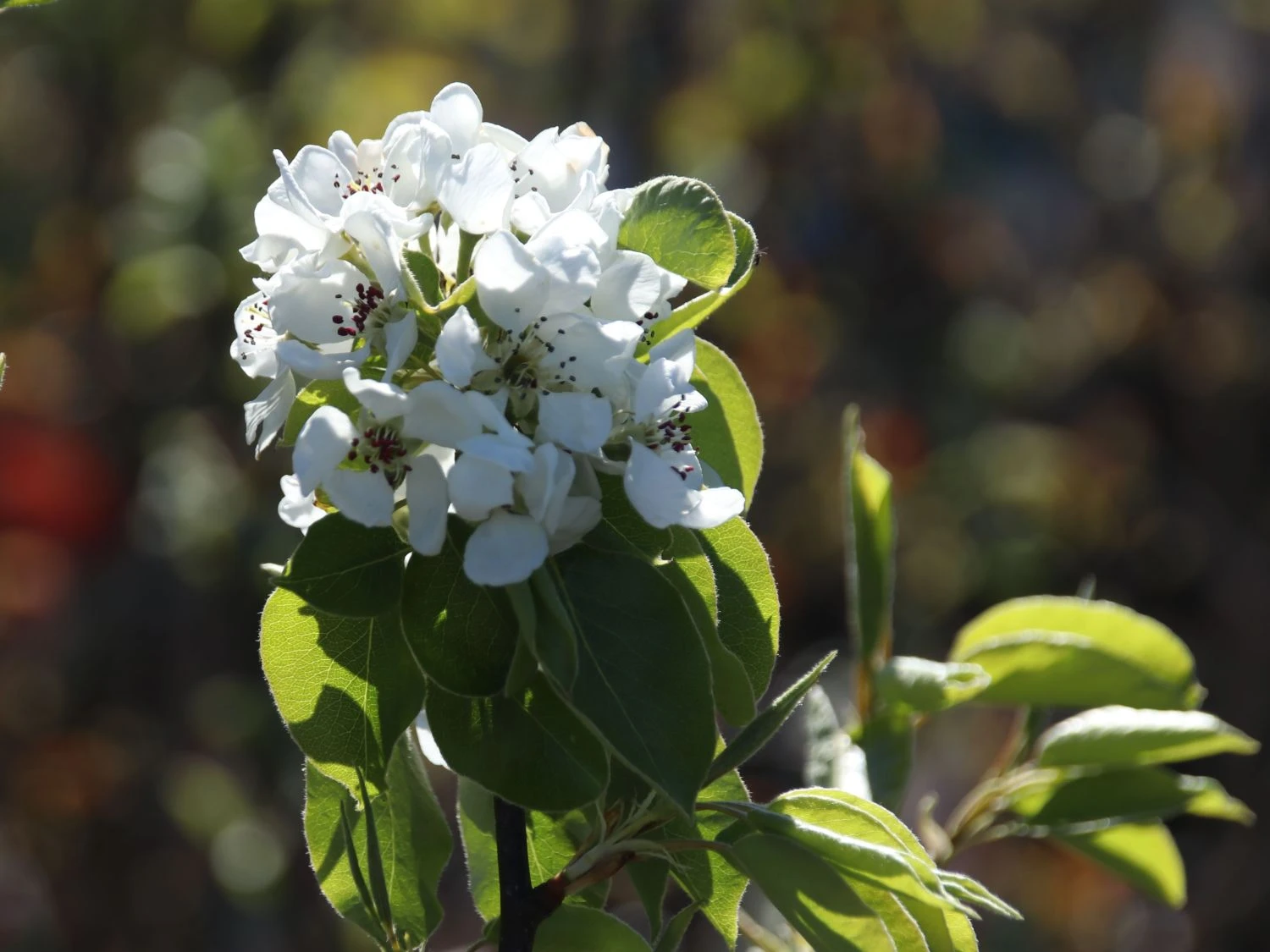 Sommerbirne 'Stuttgarter Geißhirtle' 4 Sommerbirne 'Stuttgarter Geißhirtle' – Bild 2