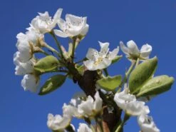 Sommerbirne 'Williams Christ' 8 Sommerbirne 'Williams Christ' -Günstiges Erd Seele Geschäft sommerbirne williams christbirne m000532 w 0