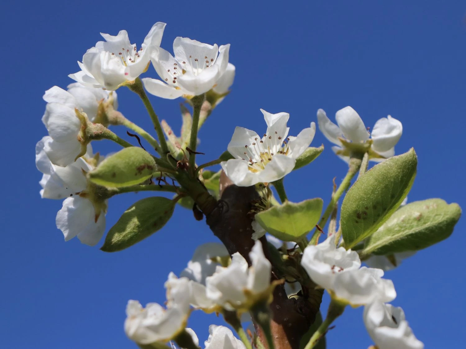 Sommerbirne 'Williams Christ' 4 Sommerbirne 'Williams Christ' – Bild 2