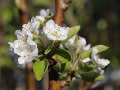 Sommerbirne 'Williams Christ' 9 Sommerbirne 'Williams Christ' -Günstiges Erd Seele Geschäft sommerbirne williams christbirne m000532 w 1