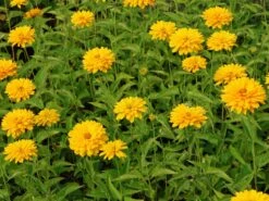 Sonnenauge 'Goldgrünherz' 11 Sonnenauge 'Goldgrünherz' -Günstiges Erd Seele Geschäft sonnenauge goldgruenherz m044802 w 2