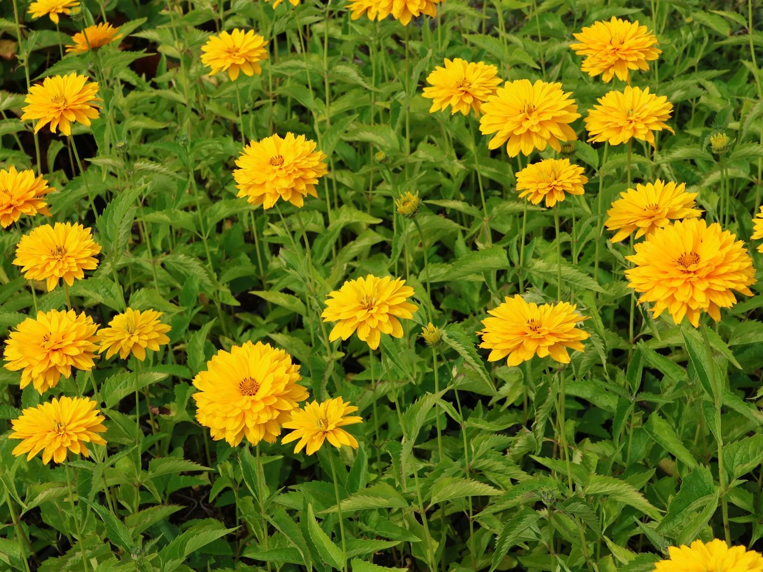 Sonnenauge 'Goldgrünherz' 6 Sonnenauge 'Goldgrünherz' – Bild 4