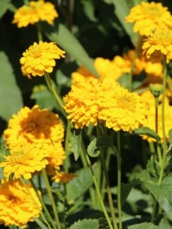 Sonnenauge 'Goldgrünherz' 12 Sonnenauge 'Goldgrünherz' -Günstiges Erd Seele Geschäft sonnenauge goldgruenherz m044802 w 3