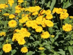 Sonnenauge 'Goldgrünherz' 13 Sonnenauge 'Goldgrünherz' -Günstiges Erd Seele Geschäft sonnenauge goldgruenherz m044802 w 4