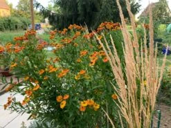 Sonnenbraut 'Baudirektor Linne' -Günstiges Erd Seele Geschäft sonnenbraut baudirektor linne m058698 1474479 0