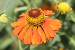 Sonnenbraut 'Baudirektor Linne' -Günstiges Erd Seele Geschäft sonnenbraut baudirektor linne m058698 311305 0