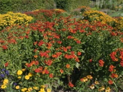 Sonnenbraut 'Baudirektor Linne' -Günstiges Erd Seele Geschäft sonnenbraut baudirektor linne m058698 w 0