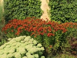 Sonnenbraut 'Baudirektor Linne' -Günstiges Erd Seele Geschäft sonnenbraut baudirektor linne m058698 w 1