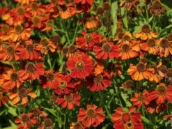 Sonnenbraut 'Baudirektor Linne' -Günstiges Erd Seele Geschäft sonnenbraut baudirektor linne m058698 w 2