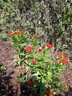 Sonnenbraut 'Hot Lava' -Günstiges Erd Seele Geschäft sonnenbraut hot lava m062152 193676 0