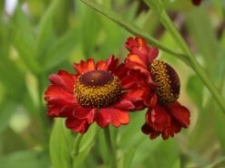 Sonnenbraut 'Hot Lava' -Günstiges Erd Seele Geschäft sonnenbraut hot lava m062152 w 1