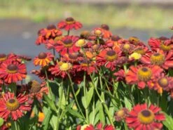 Sonnenbraut 'Hot Lava' -Günstiges Erd Seele Geschäft sonnenbraut hot lava m062152 w 2