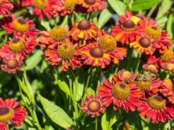 Sonnenbraut 'Hot Lava' -Günstiges Erd Seele Geschäft sonnenbraut hot lava m062152 w 3