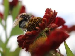 Sonnenbraut 'Hot Lava' -Günstiges Erd Seele Geschäft sonnenbraut hot lava m062152 w 4