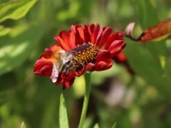 Sonnenbraut 'Hot Lava' -Günstiges Erd Seele Geschäft sonnenbraut hot lava m062152 w 5