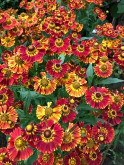 Sonnenbraut 'Königstiger' 28 Sonnenbraut 'Königstiger' -Günstiges Erd Seele Geschäft sonnenbraut koenigstiger m058718 1030032 0