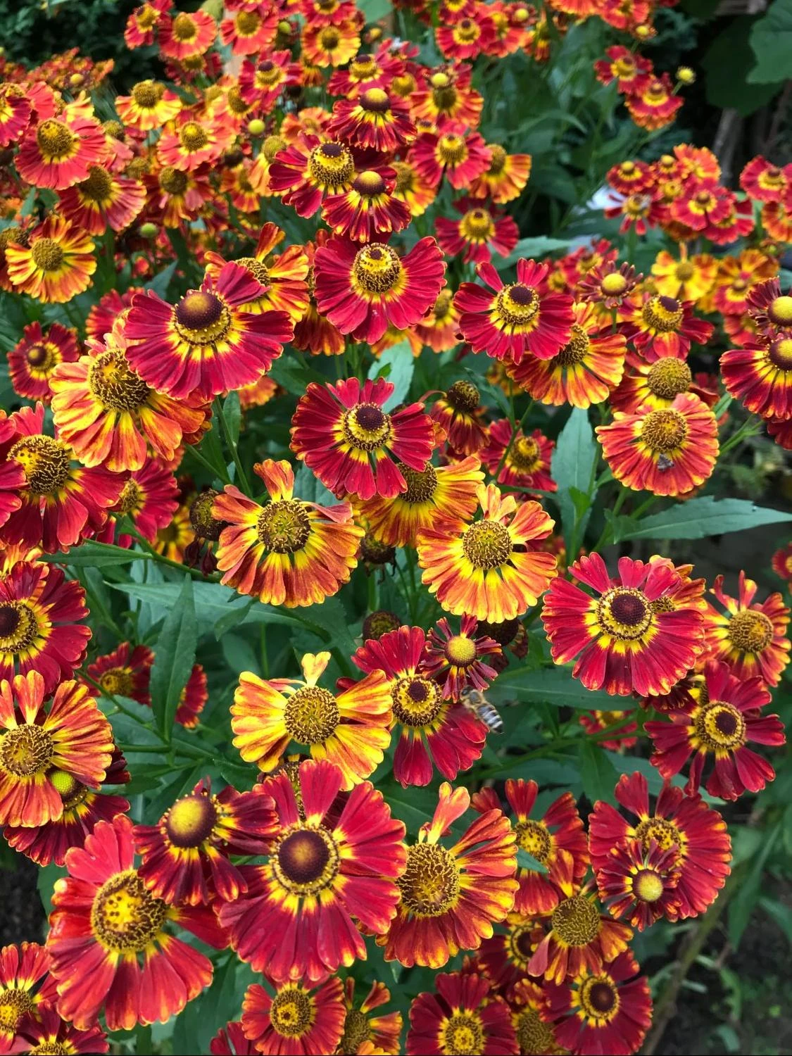 Sonnenbraut 'Königstiger' 15 Sonnenbraut 'Königstiger' – Bild 13