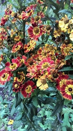 Sonnenbraut 'Königstiger' 29 Sonnenbraut 'Königstiger' -Günstiges Erd Seele Geschäft sonnenbraut koenigstiger m058718 725683 0