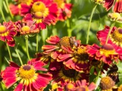 Sonnenbraut 'Königstiger' 20 Sonnenbraut 'Königstiger' -Günstiges Erd Seele Geschäft sonnenbraut koenigstiger m058718 w 0