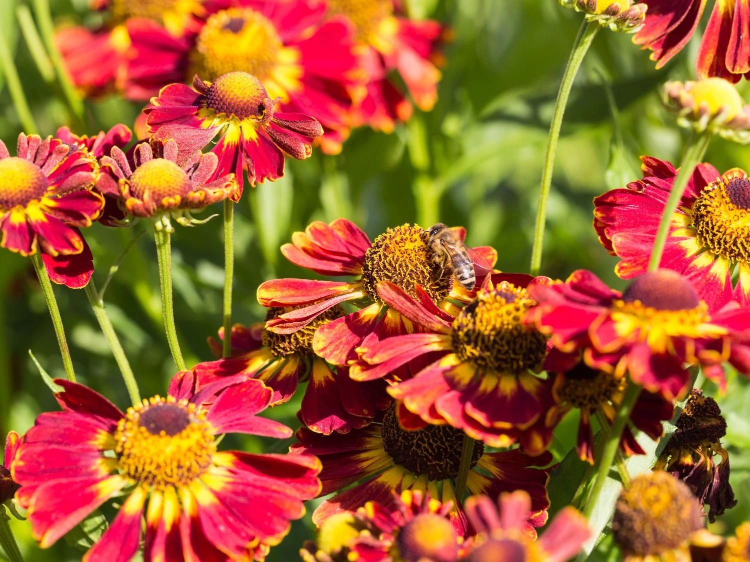Sonnenbraut 'Königstiger' 7 Sonnenbraut 'Königstiger' – Bild 5