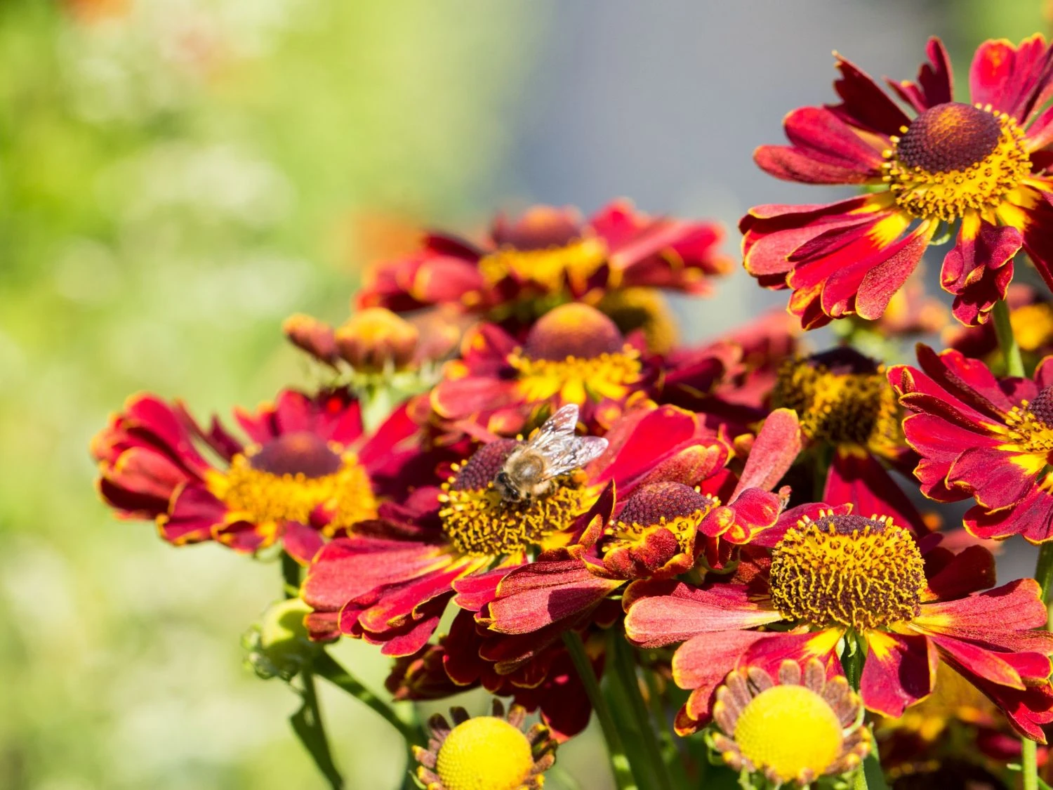 Sonnenbraut 'Königstiger' 12 Sonnenbraut 'Königstiger' – Bild 10