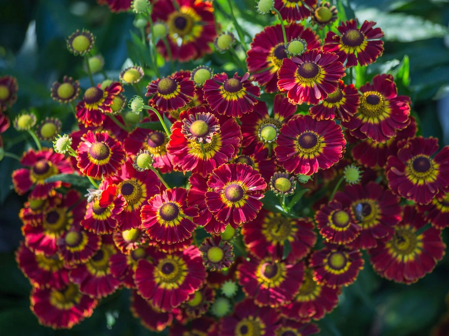 Sonnenbraut 'Königstiger' 13 Sonnenbraut 'Königstiger' – Bild 11