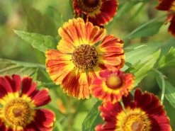 Sonnenbraut 'Königstiger' 22 Sonnenbraut 'Königstiger' -Günstiges Erd Seele Geschäft sonnenbraut koenigstiger m058718 w 4