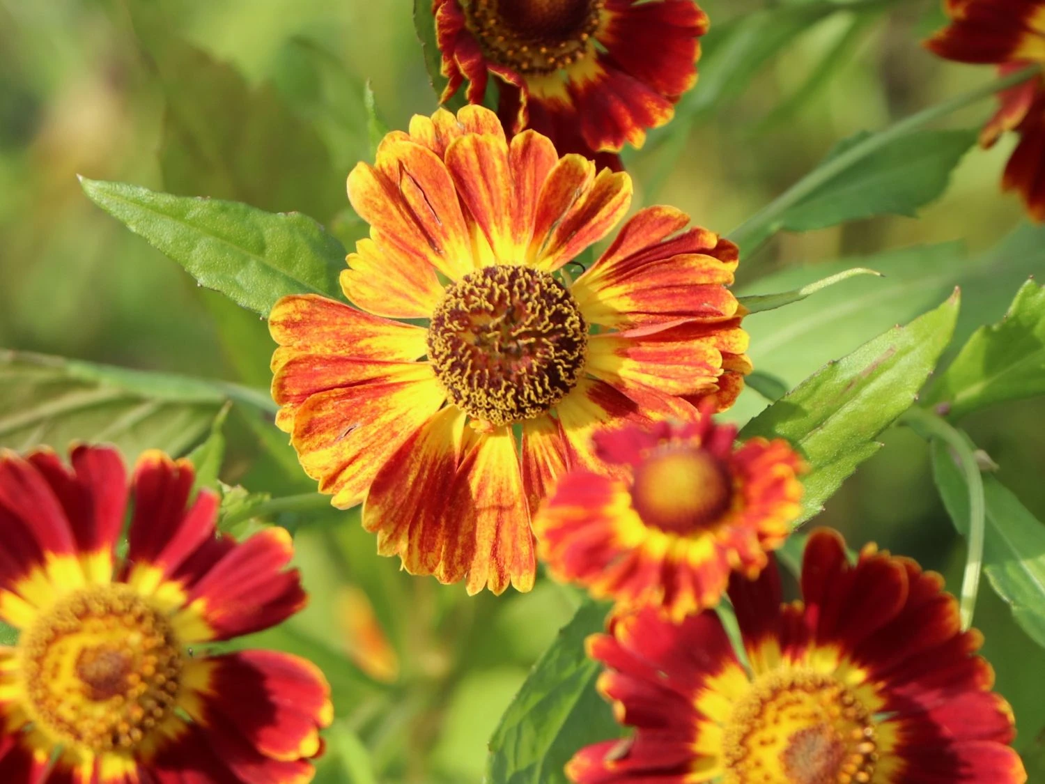 Sonnenbraut 'Königstiger' 9 Sonnenbraut 'Königstiger' – Bild 7