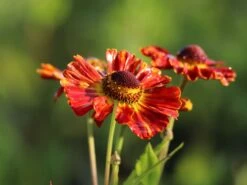 Sonnenbraut 'Königstiger' 19 Sonnenbraut 'Königstiger' -Günstiges Erd Seele Geschäft sonnenbraut koenigstiger m058718 w 5