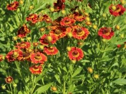 Sonnenbraut 'Königstiger' 17 Sonnenbraut 'Königstiger' -Günstiges Erd Seele Geschäft sonnenbraut koenigstiger m058718 w 6