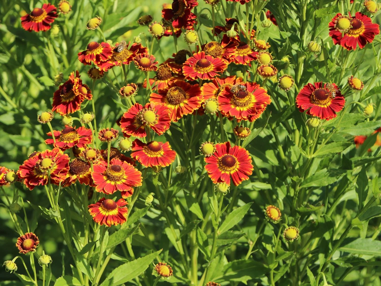 Sonnenbraut 'Königstiger' 4 Sonnenbraut 'Königstiger' – Bild 2