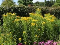 Sonnenbraut 'Kugelsonne' -Günstiges Erd Seele Geschäft sonnenbraut kugelsonne m058720 w 0