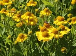 Sonnenbraut 'Kugelsonne' -Günstiges Erd Seele Geschäft sonnenbraut kugelsonne m058720 w 1