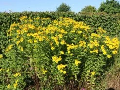 Sonnenbraut 'Kugelsonne' -Günstiges Erd Seele Geschäft sonnenbraut kugelsonne m058720 w 2