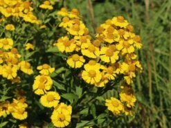 Sonnenbraut 'Kugelsonne' -Günstiges Erd Seele Geschäft sonnenbraut kugelsonne m058720 w 4