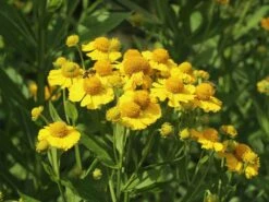 Sonnenbraut 'Kugelsonne' -Günstiges Erd Seele Geschäft sonnenbraut kugelsonne m058720 w 5