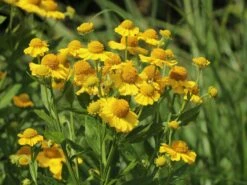 Sonnenbraut 'Kugelsonne' -Günstiges Erd Seele Geschäft sonnenbraut kugelsonne m058720 w 6