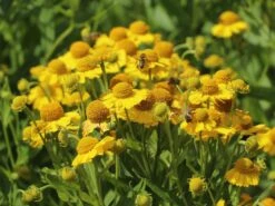 Sonnenbraut 'Kugelsonne' -Günstiges Erd Seele Geschäft sonnenbraut kugelsonne m058720 w 7