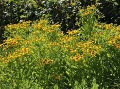 Sonnenbraut 'Kugelsonne' -Günstiges Erd Seele Geschäft sonnenbraut kugelsonne m058720 w 8