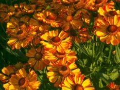 Sonnenbraut 'Rauchtopas' -Günstiges Erd Seele Geschäft sonnenbraut rauchtopas m058730 w 0