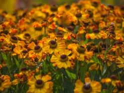 Sonnenbraut 'Rauchtopas' -Günstiges Erd Seele Geschäft sonnenbraut rauchtopas m058730 w 1