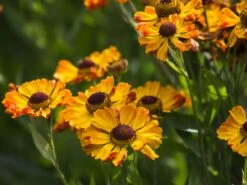 Sonnenbraut 'Rauchtopas' -Günstiges Erd Seele Geschäft sonnenbraut rauchtopas m058730 w 2