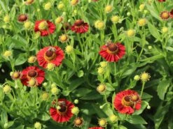 Sonnenbraut 'Salsa' ® -Günstiges Erd Seele Geschäft sonnenbraut salsa m101991 w 2