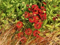 Sonnenbraut 'Salsa' ® -Günstiges Erd Seele Geschäft sonnenbraut salsa m101991 w 3