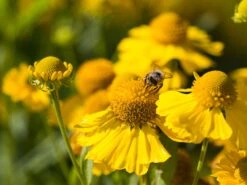 Sonnenbraut 'Sonnenwunder' -Günstiges Erd Seele Geschäft sonnenbraut sonnenwunder m058738 w 0