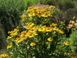 Sonnenbraut 'Sonnenwunder' -Günstiges Erd Seele Geschäft sonnenbraut sonnenwunder m058738 w 1