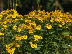 Sonnenbraut 'Sonnenwunder' -Günstiges Erd Seele Geschäft sonnenbraut sonnenwunder m058738 w 2