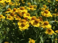 Sonnenbraut 'Sonnenwunder' -Günstiges Erd Seele Geschäft sonnenbraut sonnenwunder m058738 w 3